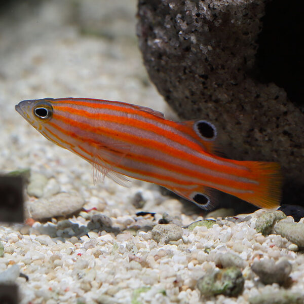 A vibrant Tangerine Swissguard Basslet swalesi swimming gracefully in an aquarium.