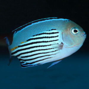 male Watanabie Angelfish in the aquarium