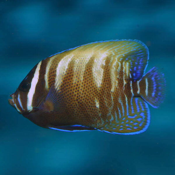 Sub Adult Sixbar Angelfish, Pomacanthus sexstriatus, also go by the name Sixbanded Angelfish or Six Striped Angelfish.