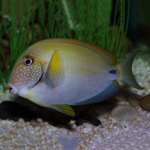 Freckle Face Tangs, Acanthurus maculiceps, also go by the name White-freckled surgeonfish. 