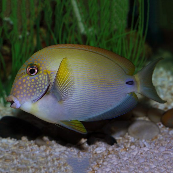 Freckle Face Tangs, Acanthurus maculiceps, also go by the name White-freckled surgeonfish. 