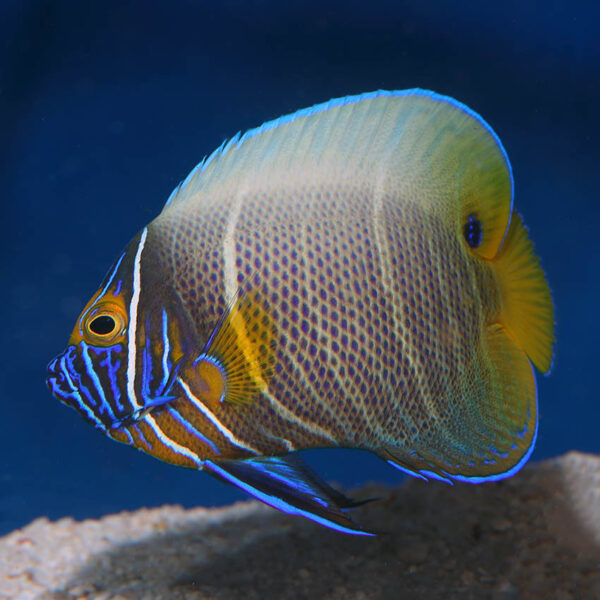 Sub Adult Blueface Angelfish, Pomacanthus xanthometopon, also go by the name Yellowmask Angelfish.