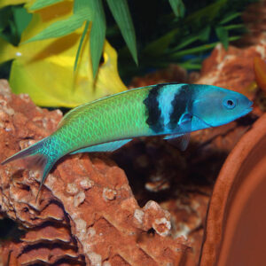 Bluehead Wrasse, Thalassoma bifasciatum, also go by the name Blueheaded Wrasse.