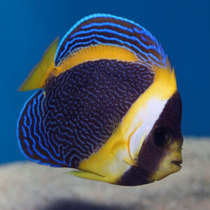 Female Scribbled Angelfish, Chaetodontoplus duboulayi, also go by the name Duboulay’s Angelfish.