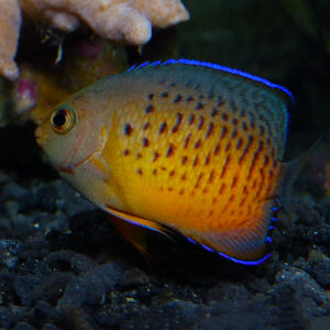 Rusty Angelfish, Centropyge ferrugata, are attractive marine fish.