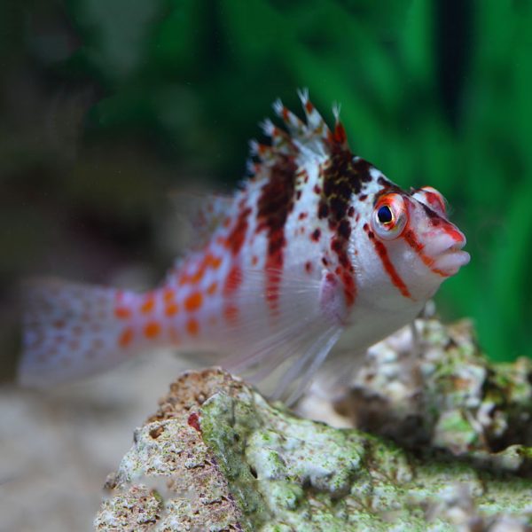 Falco Hawkfish perching in the aquarium