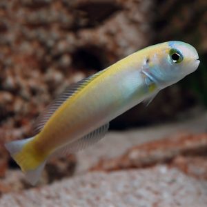 Sulphur Tilefish (Hoplolatilus luteus