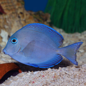 Caribbean Blue Tang