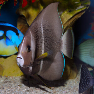 Sub Adult Gray Angelfish, Pomacanthus arcuatus, are magnificent fish with impressive sail like fins.