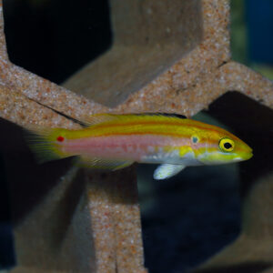 The Candy Hogfish (Bodianus bimaculatus) also goes by the name Twospot Slender Hogfish