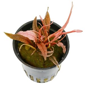Potted Cryptocoryne Flamingo: Vibrant variegated leaves in pink, green, and cream. Striking rosette pattern, adding elegance to any space.