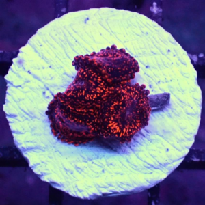 Darth Maul Zoanthid, or Darth Maul Zoa, are gorgeous, highly sought after soft corals thanks to their brilliant colour.