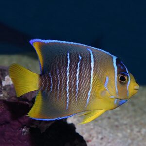 Juvenile Blue Queen Angelfish, Holacanthus isabelita, also go by the name Bermuda Blue Angelfish. 