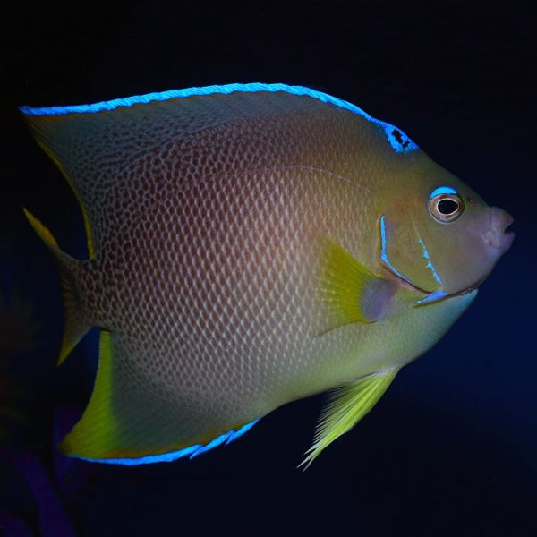 Adult Blue Queen Angelfish, Holacanthus isabelita, also go by the name Bermuda Blue Angelfish