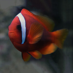 Tomato Clownfish are stunning fish. As the name suggests, they have wonderful, deep orange / red bodies.