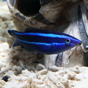 Red Sea Cleaner Wrasse, Larabicus quadrilineatus, are adorable fish, that also go by the name Four Lined Wrasse.