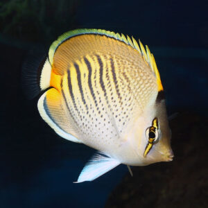 The Dot Dash Butterfly, Chaetodon pelewensis, looking inquisitive