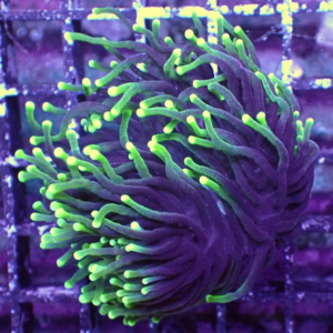 neon fade torch