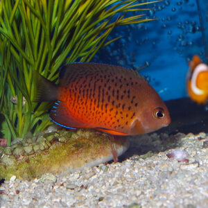 Rusty Angelfish,
