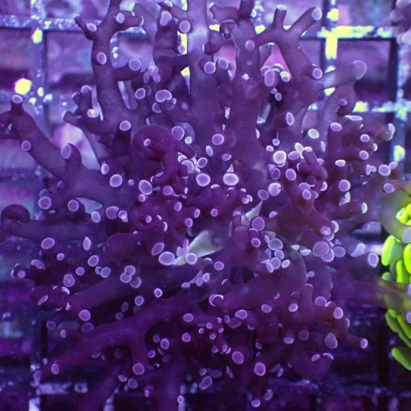 Blue Tip Branching Frogspawn