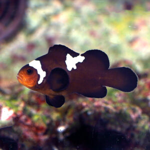 Midnight Lightning Clownfish