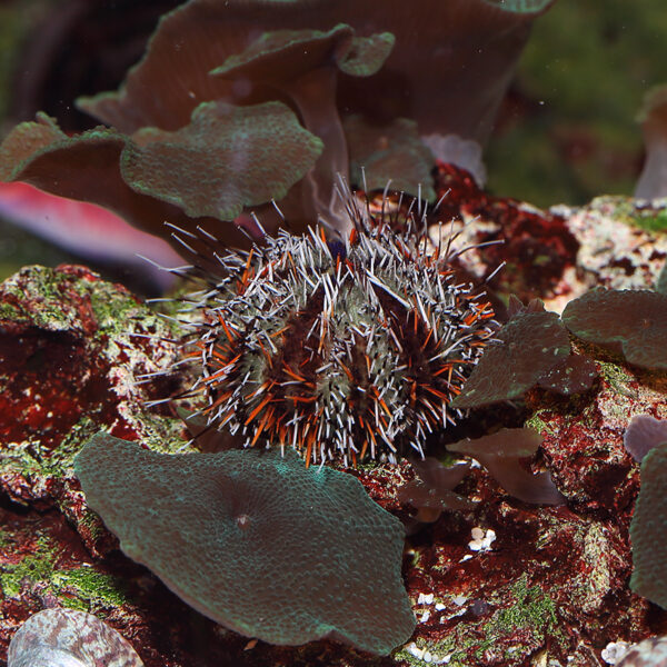 orange-spine-urchin at the abyss