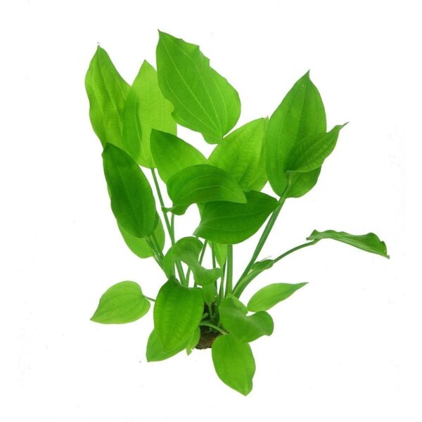 A photo of an Echinodorus argentinensis Mother Plant in a black pot.