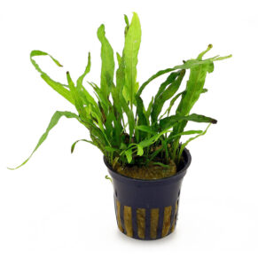 Close-up of Microsorum Minor 'Narrow Leaves javafern' Large Potted: Lush, narrow-leafed javafern thriving in a spacious potted arrangement.
