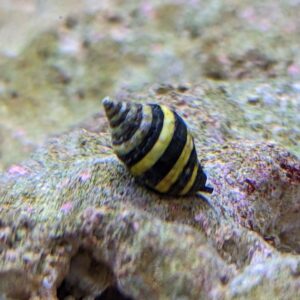 Bumble bee snail