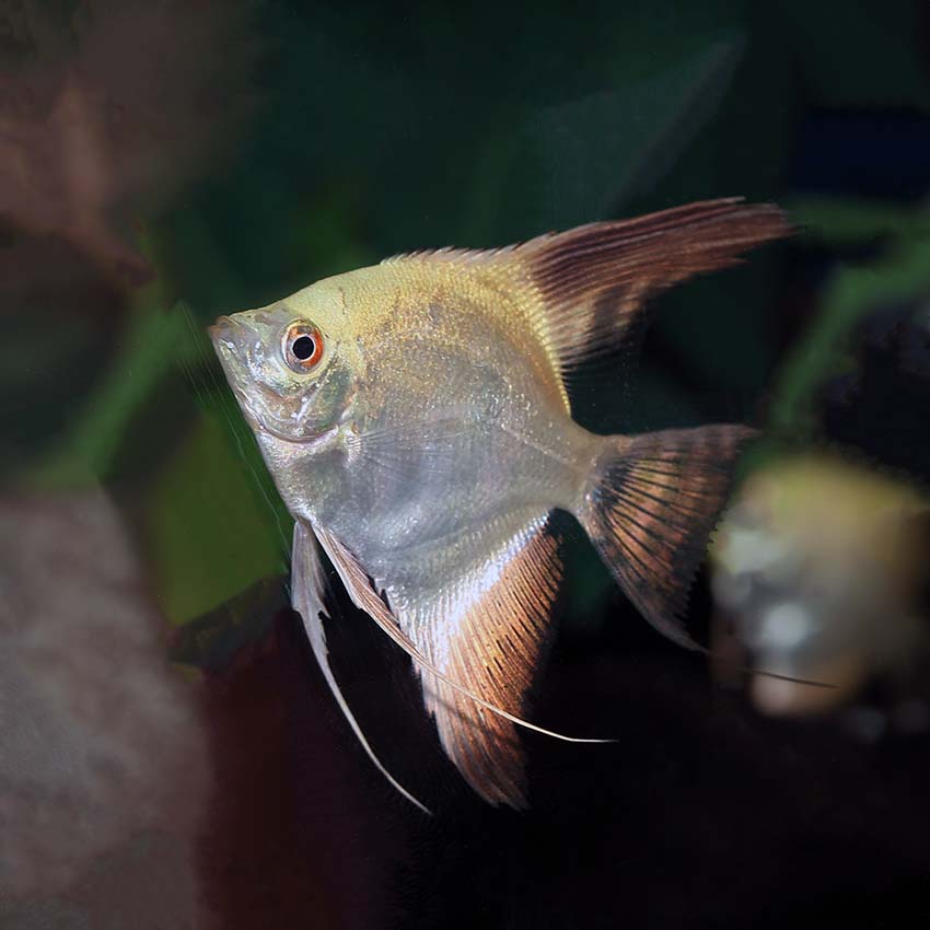 Freshwater angelfish sales for sale online