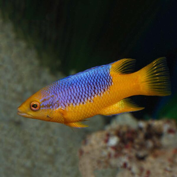 The Spanish Hog (Bodianus rufus) in the aquarium