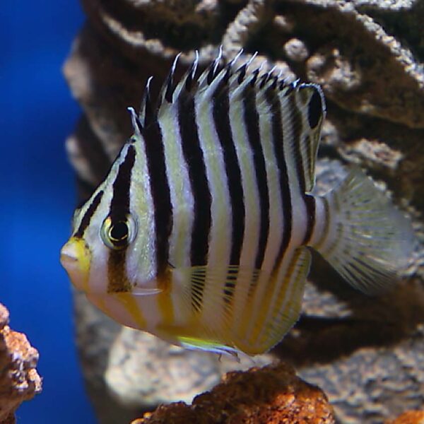 Multibar Angelfish, Paracentropyge multifasciata, also go by the name Barred Angelfish.