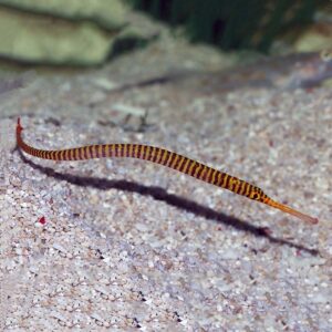 Candy Pipefish, Dunckerocampus pessuliferus, also go by the name Yellow Banded Pipefish.