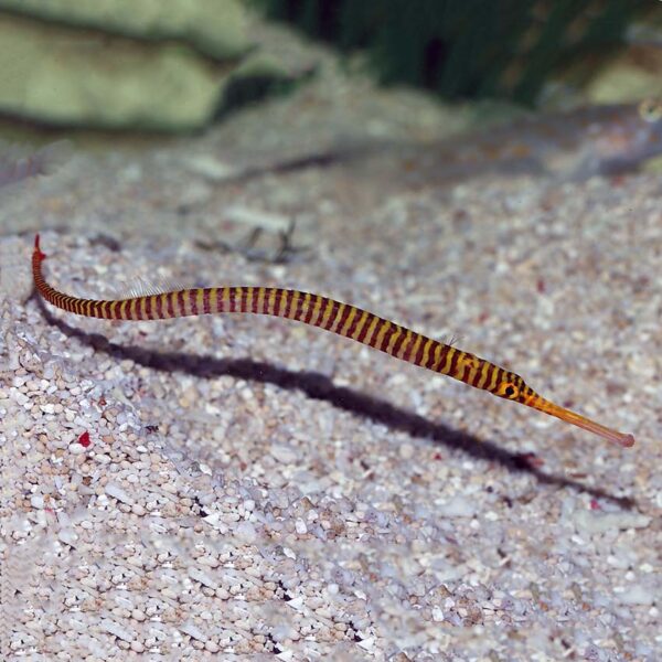 Candy Pipefish, Dunckerocampus pessuliferus, also go by the name Yellow Banded Pipefish.