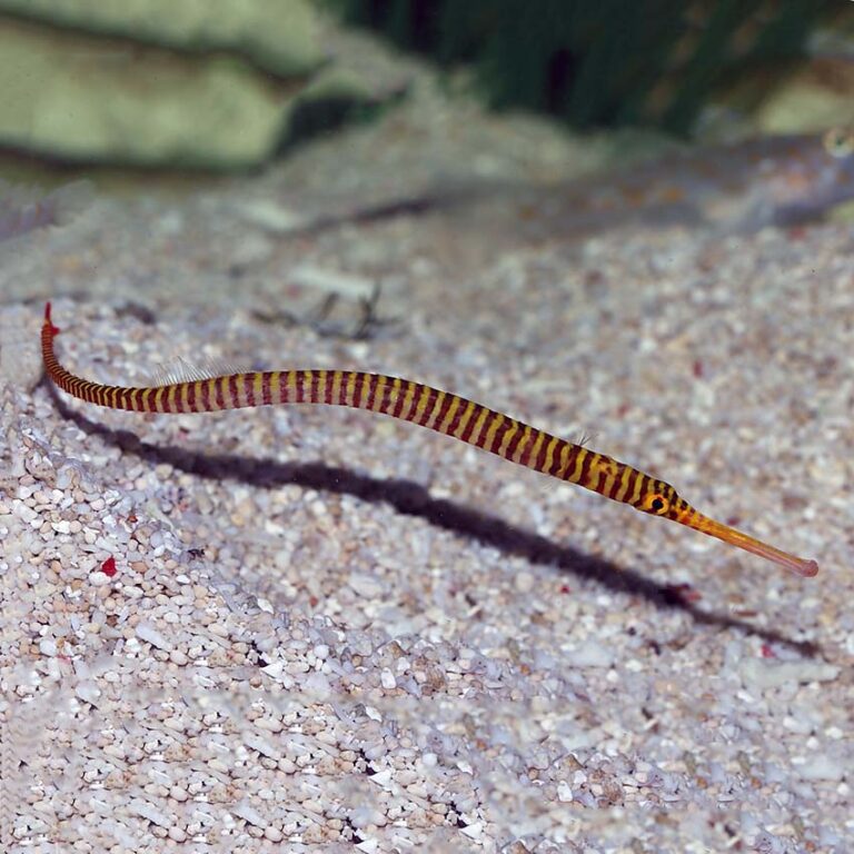 Candy Pipefish Fast Delivery Abyss Aquatics UK