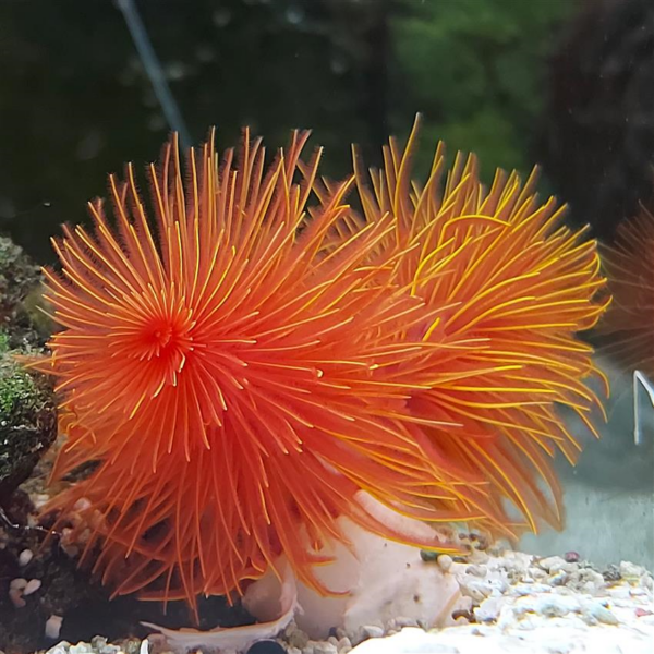 Red Coco Worm, Are also known as: Hard Tube Feather Duster, Hard Tube Coco Worm or Magnificent Tubeworm.