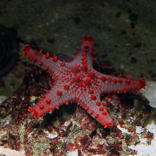 The Red Knobbed Starfish, Protoreaster linckii, can also be named: African Sea Star, Red Knob Star or Red Stripe Starfish.
