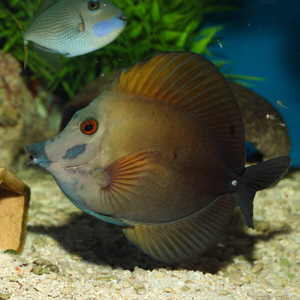 Tricolour Scopas Tangs, Zebrasoma cf scopas, is a variation of Scopas Tang.