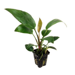 Anubias hastifolia Large Potted aquatic plant with dark green leaves and roots in a black pot.