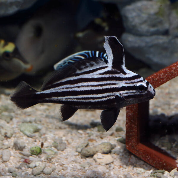 The Hi-Hat Sweetlips, Equetus acuminatus swimming in the aquarium.