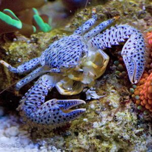 The Blue Porcelain Crab, Petrolisthes australiensis, in the aquarium