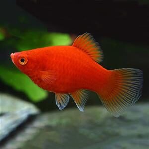 a single Red Coral Platy stunning vibrant red community fish