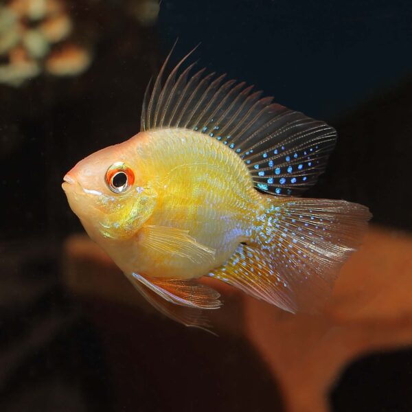 A Gold Ram Balloon swimming in an aquarium. This fish has a round, balloon-shaped body and a golden yellow coloration with black markings on its fins. Its fins are long and flowing, adding to its elegant appearance. The fish is swimming near some aquatic plants in the aquarium, with a blurred background of other aquarium decorations. The Golden Balloon Ram is a peaceful fish that requires a delicate level of care in order to thrive. It is a popular addition to many aquariums due to its unique appearance and behavior.