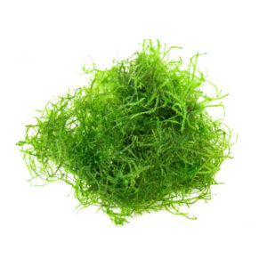 A close-up photograph of java moss. The moss is green and has numerous small, branching stems with tiny leaves growing from them.