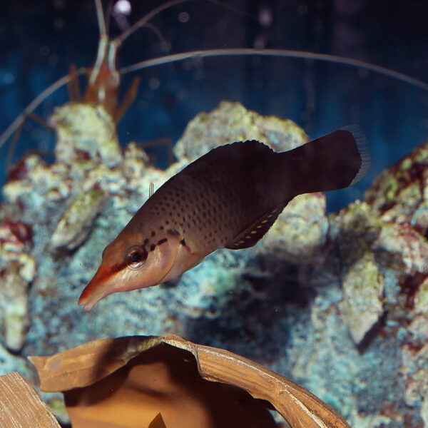 birdmouth wrasse juv/female