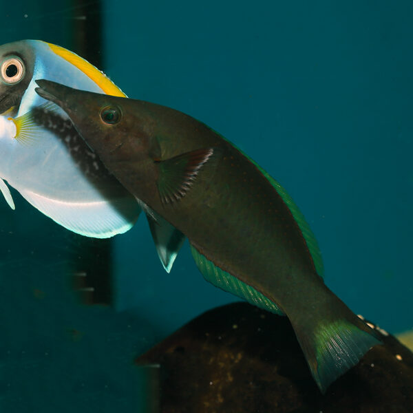Birdmouth Wrasse Male, Gomphosus varius