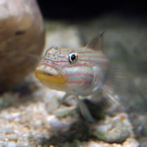 crosshatch goby, or Mural Goby in the aquarium