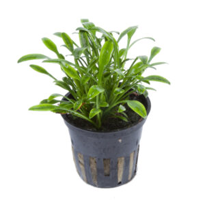 A potted Cryptocoryne parva aquatic plant with green, elongated leaves and a white root system. The plant is situated in a black pot.