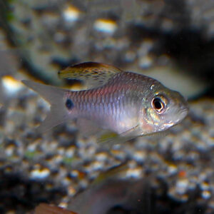 Drape Fin Barb - Oreichthys crenuchoides. A lovely little shoaling species of barb from north east India