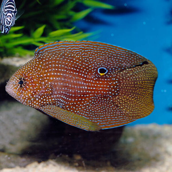 The Marine Betta or Cometfish, Calloplesiops altivelis, is a striking marine fish with a maximum size of approximately 8 to 10 inches (20-25 centimetres).